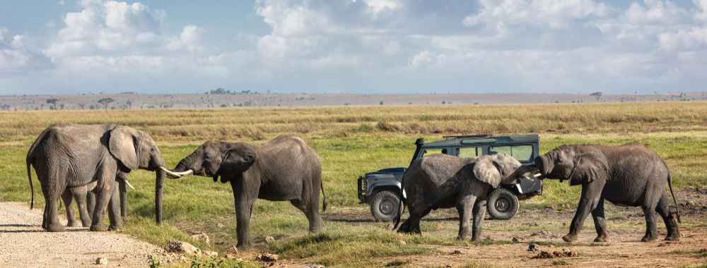 Elephant Safari