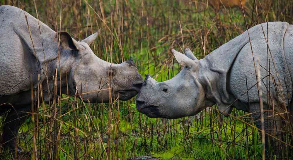 Kaziranga Eastern Zone - Agaratoli