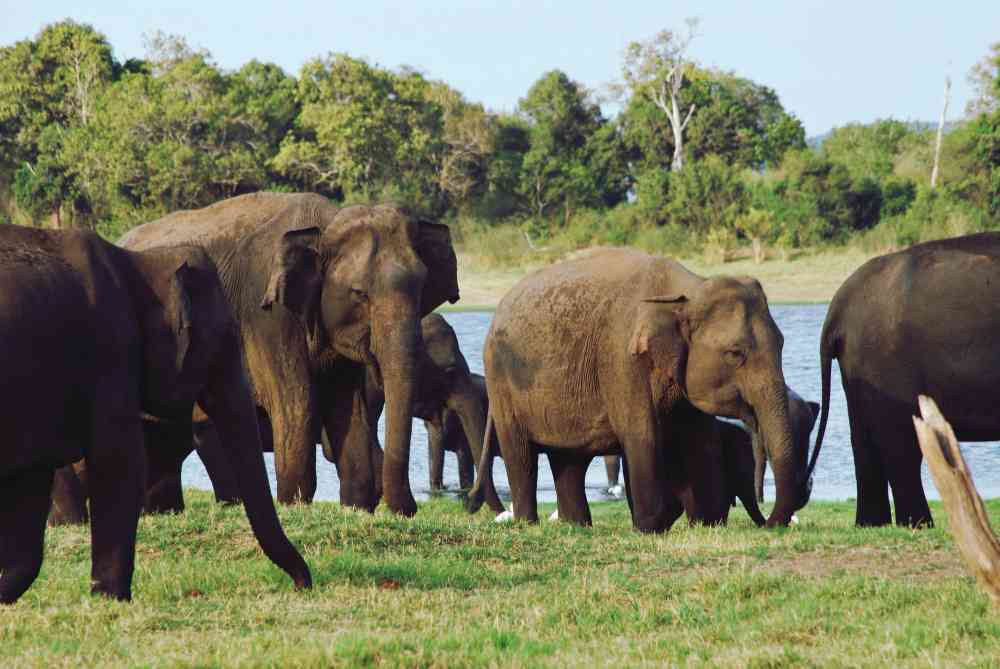 Kaziranga Western Zone - Bagori