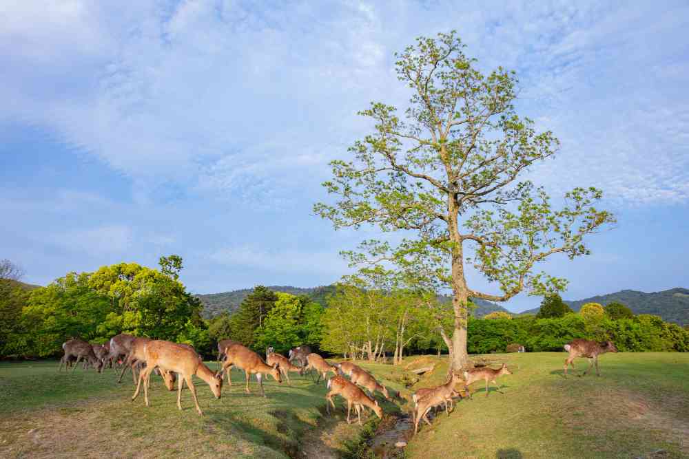 Kaziranga Burapahar Zone
