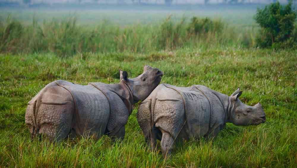 Kaziranga Central Zone - Kohora
