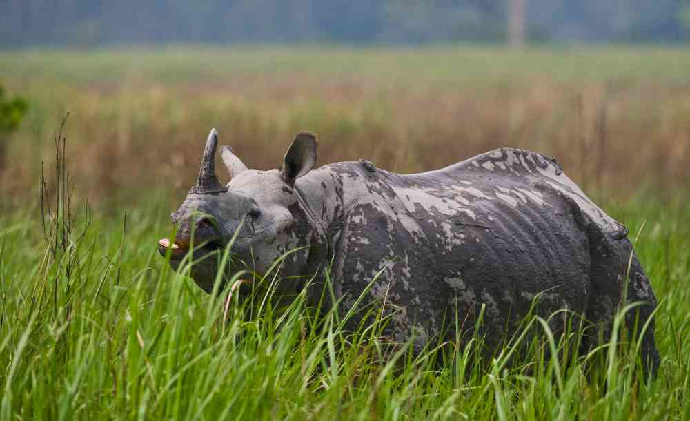 Holiday Safari Retreat